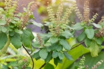 tulsi for skin pigmentation, tulsi for face pimples, tulsi for skin how this indian herb helps in making your skin acne free glowing, Natural glow