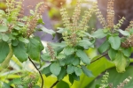 tulsi for glowing skin, tulsi for face pimples, tulsi for skin how this indian herb helps in making your skin acne free glowing, Scabies