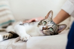 pet cats, coronavirus, two pet cats in new york test positive for covid 19, Cats