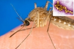 West Nile Virus breaking updates, West Nile Virus news, russia warns of west nile virus, Joint pains West Nile Virus breaking updates, West Nile Virus news, russia warns of west nile virus, Joint pains