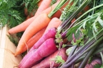 Carrot, Red Carrot, which carrot is more beneficial for health, Super hi