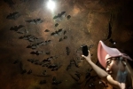 Wuhan CDC bat research, Wuhan CDC news, a sensational video of scientists of wuhan cdc collecting samples in bat caves, Cave