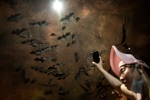 Wuhan CDC bat research, Wuhan CDC latest, a sensational video of scientists of wuhan cdc collecting samples in bat caves, Wuhan cdc news