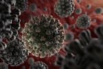 coronavirus, ivermectin, anti parasitic drug successful in killing coronavirus in 48 hours study, Dengue