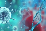 SARS-CoV2, virus, all you need to know about d614g a dangerous mutation of sars cov2, Reinfection