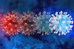 C.1.2 variant symptoms, C.1.2 variant breaking news, latest coronavirus variant evades vaccine protection, New coronavirus variant