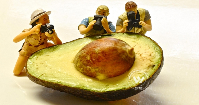 World's largest avocado hits the supermarkets},{World's largest avocado hits the supermarkets