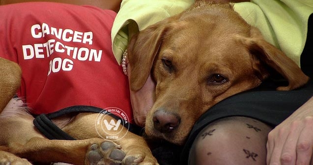 Dogs &ndash; the new cancer diagnostic tool!},{Dogs &ndash; the new cancer diagnostic tool!